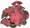 How to grow Caladium bulbs indoors: From choice of plant, soil, fertilizer to re-pot time