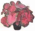 7 tips to store Caladium bulbs in the Fall