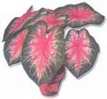 Category: What are Caladiums